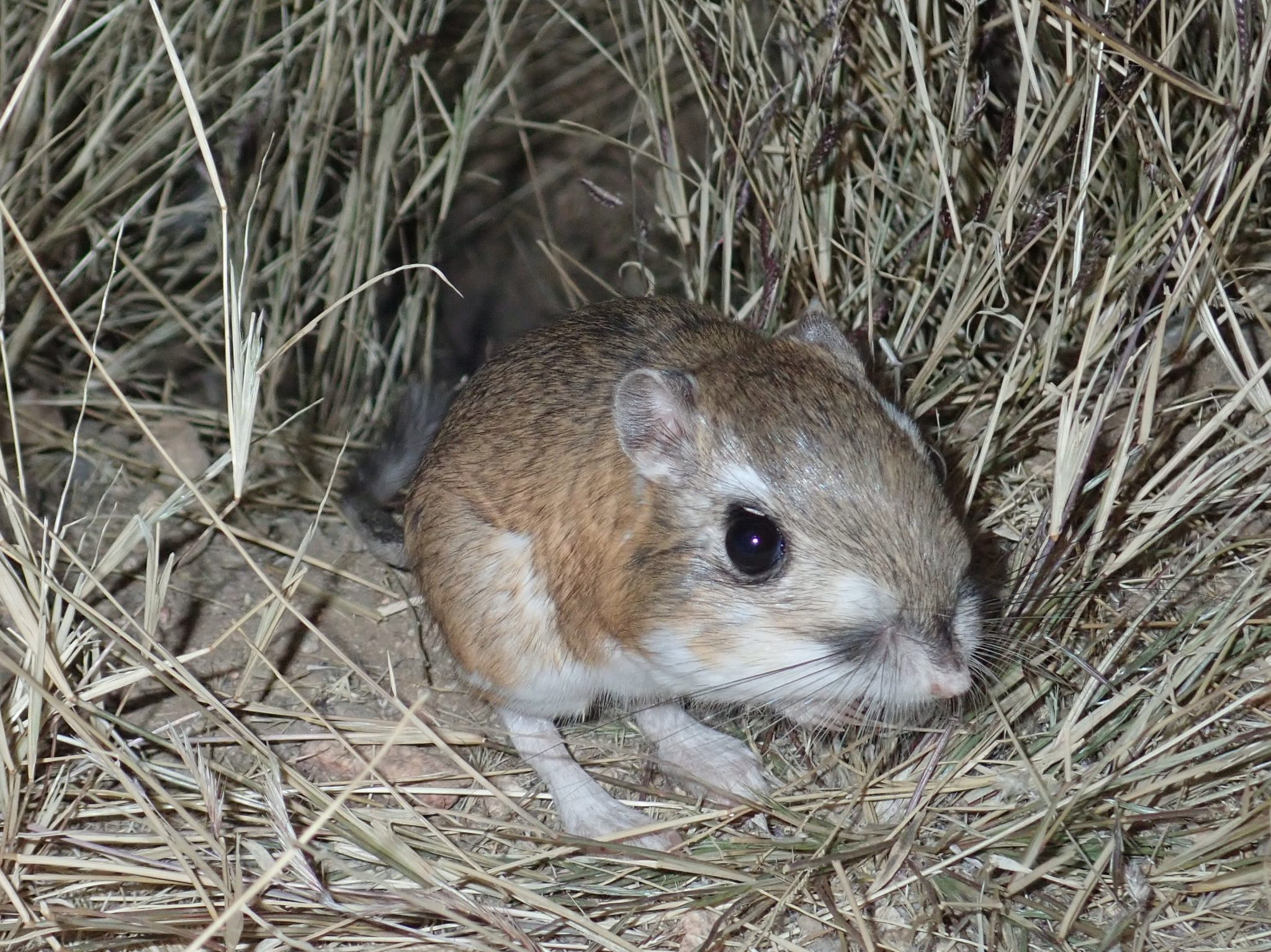 Panamint Kangaroo Rats in Nevada Mammal Watching
