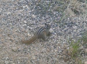 Photo of a chipmunk