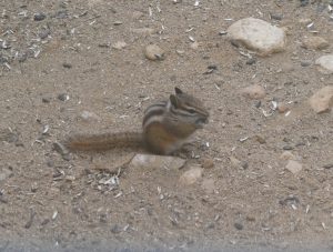 Photo of a chipmunk