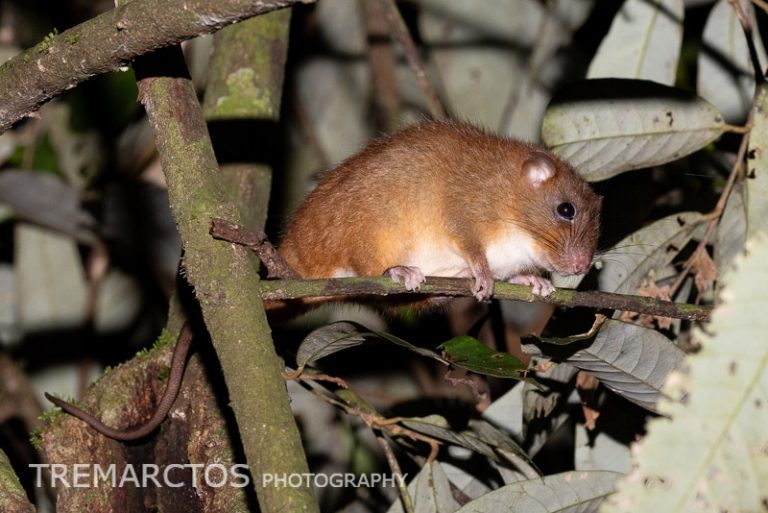 Borneo Notes – Mammal Watching
