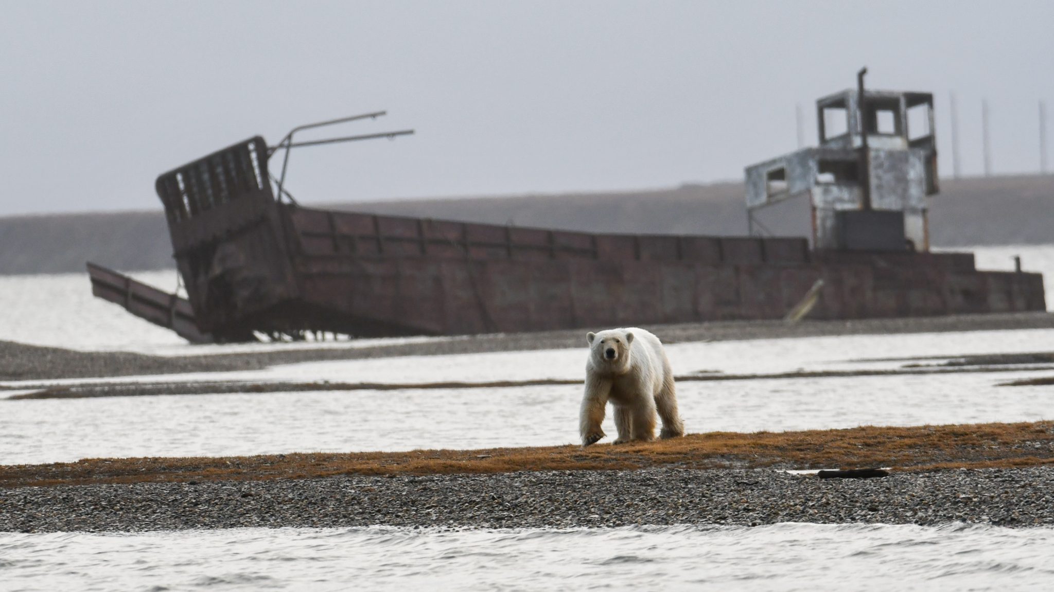 Kaktovik, Alaska 2019 Mammal Watching