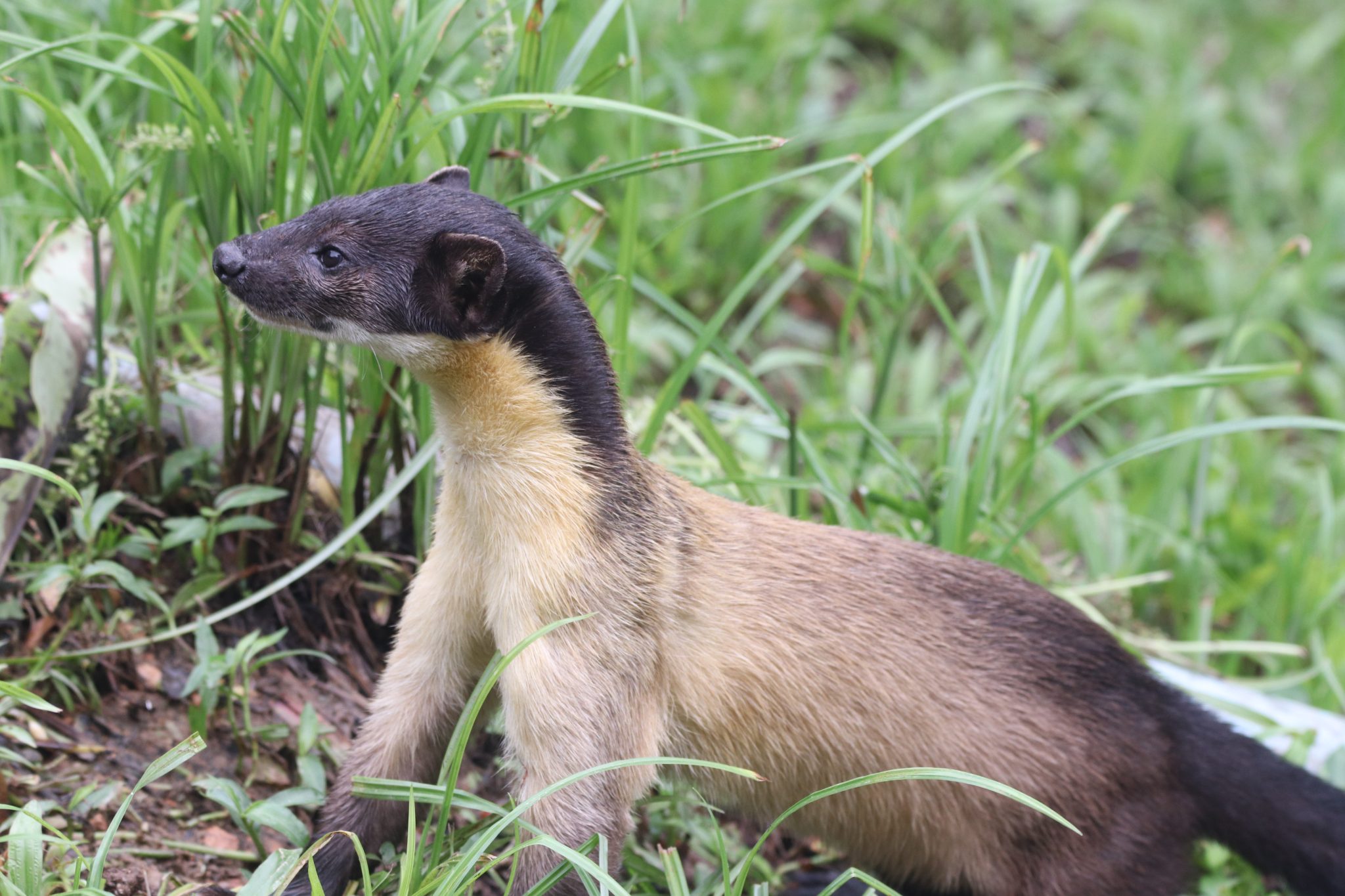 community-forum-mammal-watching