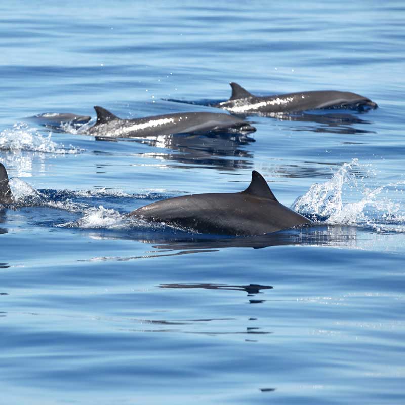 Cetacean Mammal Watching Cetacean Mammal Watching