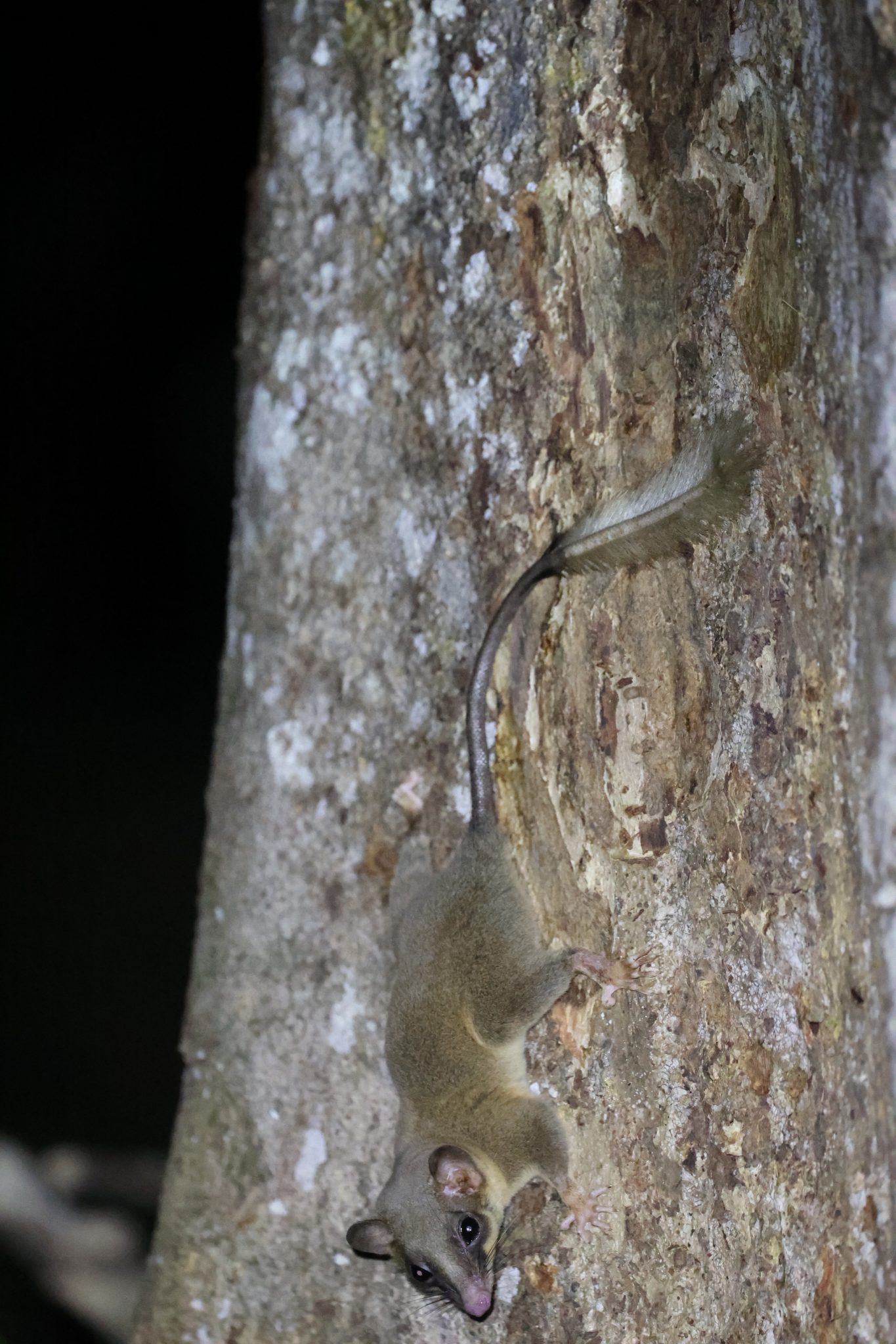 Indonesia – Siberut, Sumatra and Java, September 2024 – Mammal Watching