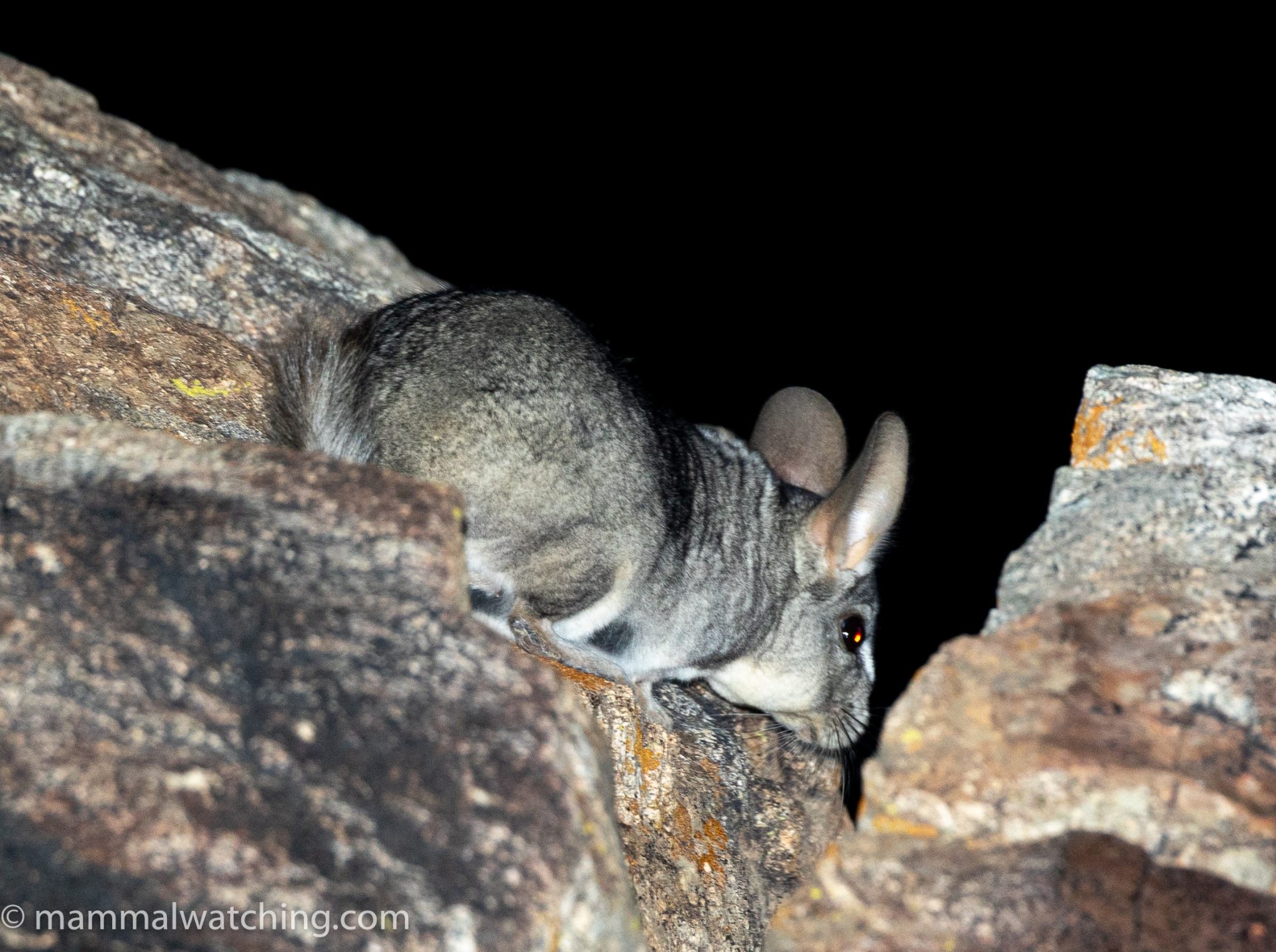 Chinchilla Rat Mammal Watching
