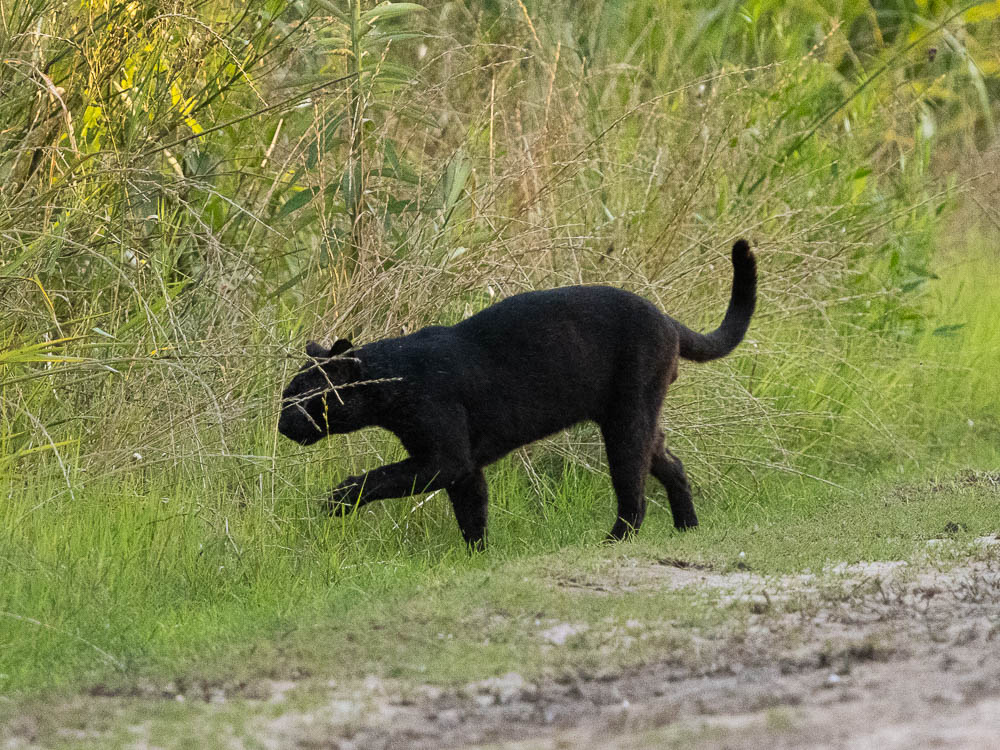ID request: Geoffroy’s Cat in Argentina? – Mammal Watching
