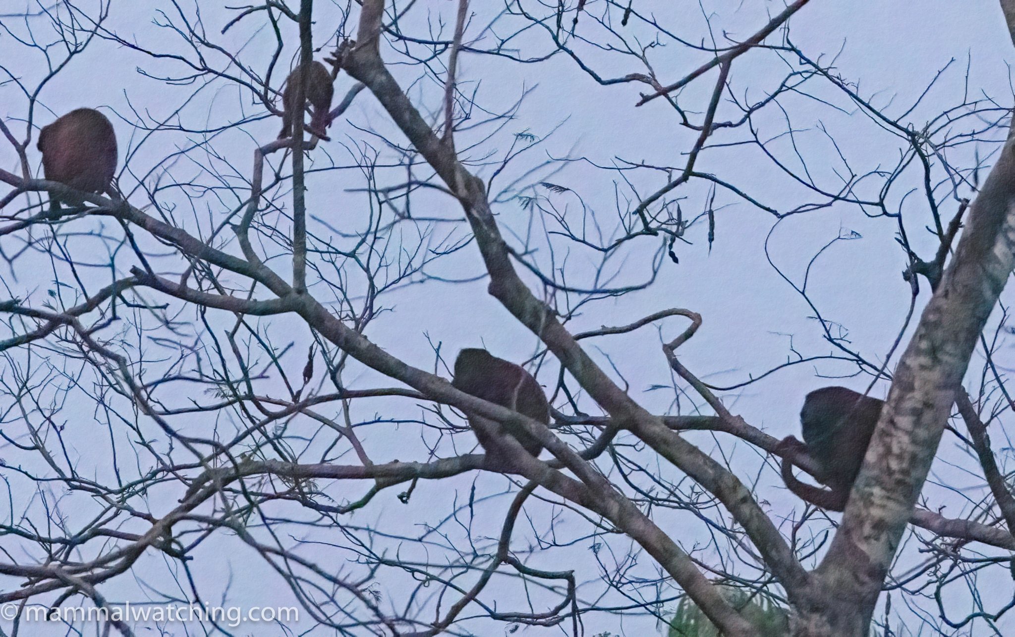 Howler October Bolivia – mainly monkeys, October 2024 – Mammal Watching