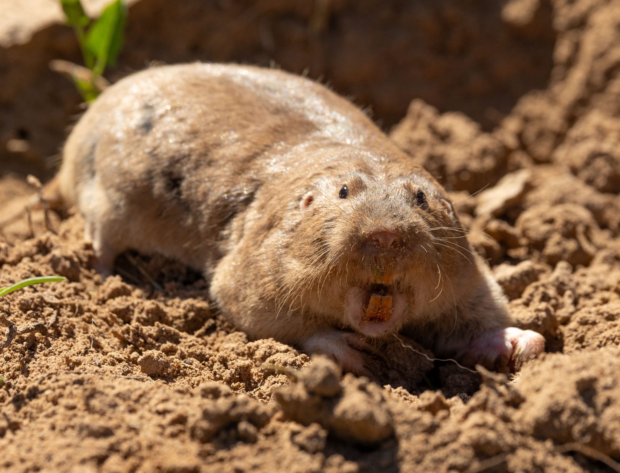 New Report: The Texas Panhandle – Mammal Watching