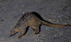 Sunda Pangolin