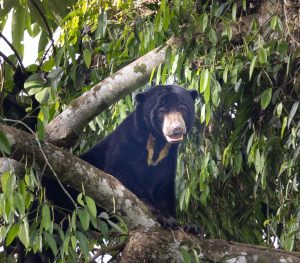 Sun Bear