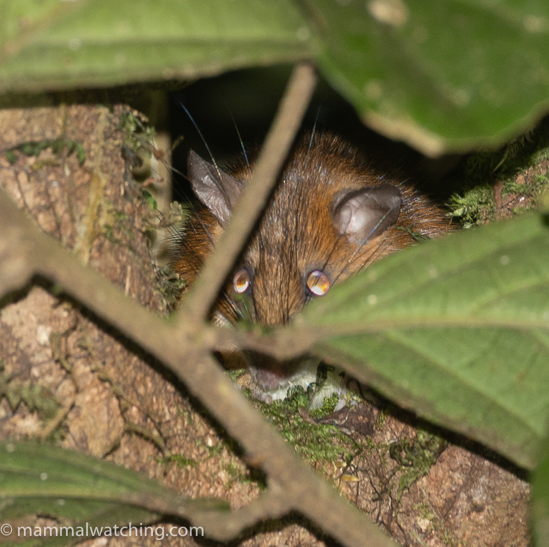 Sabah, 2025: Some ‘New’ Sites – Mammal Watching