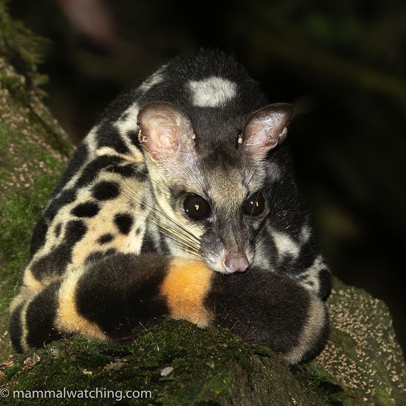 Banded Linsang