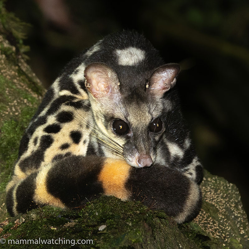 Banded Linsang