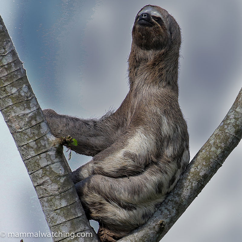 Sloth