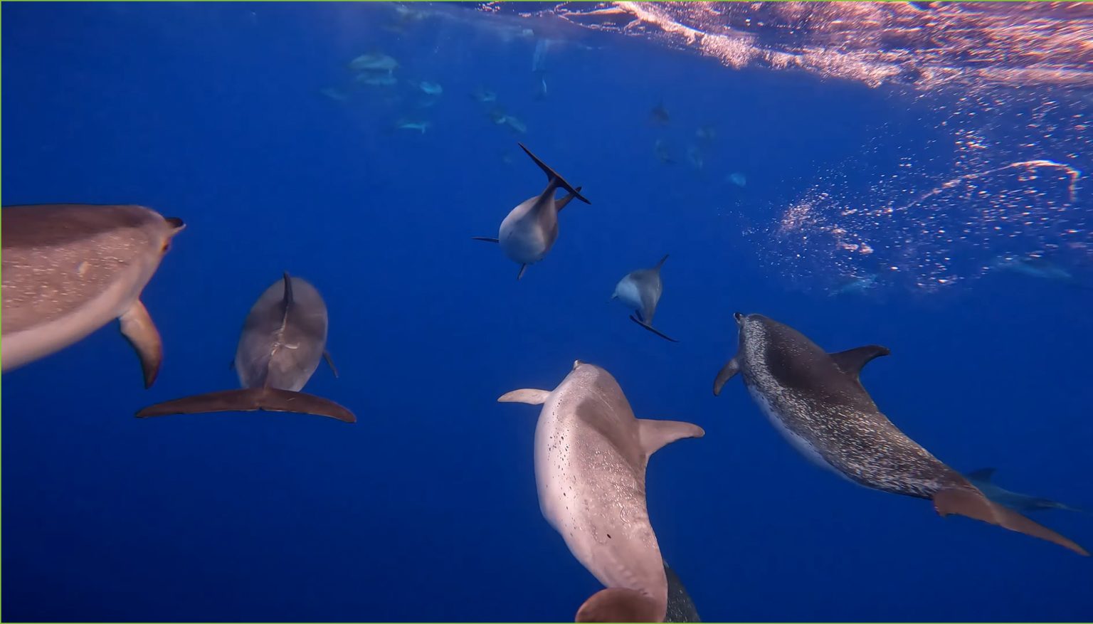 Amazing Azores- Alex Meyer- July 2025 – Mammal Watching