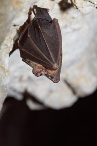 Mediterranean Horseshoe Bat ?(image by Tjomme Fernhout)