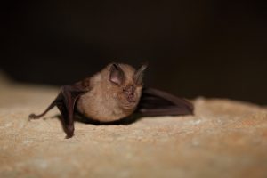 Mediterranean Horseshoe Bat ?(image by Tjomme Fernhout)