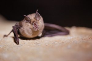 Mediterranean Horseshoe Bat ?(image by Tjomme Fernhout)