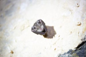 Mediterranean Horseshoe Bat ?(image by Tjomme Fernhout)