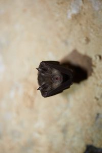 Mediterranean Horseshoe Bat ?(image by Tjomme Fernhout)