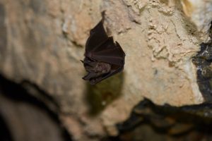 Mediterranean Horseshoe Bat ?(image by Tjomme Fernhout)