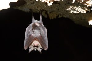 Mediterranean Horseshoe Bat ?(image by Tjomme Fernhout)