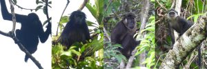All four Siberut primates seen in our exploration. Fom left to right bilou simakobu, bokoi and joja
