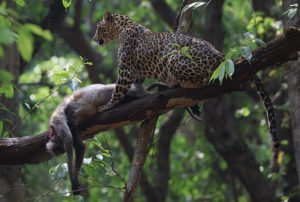 Female Leopard on Langur Kill