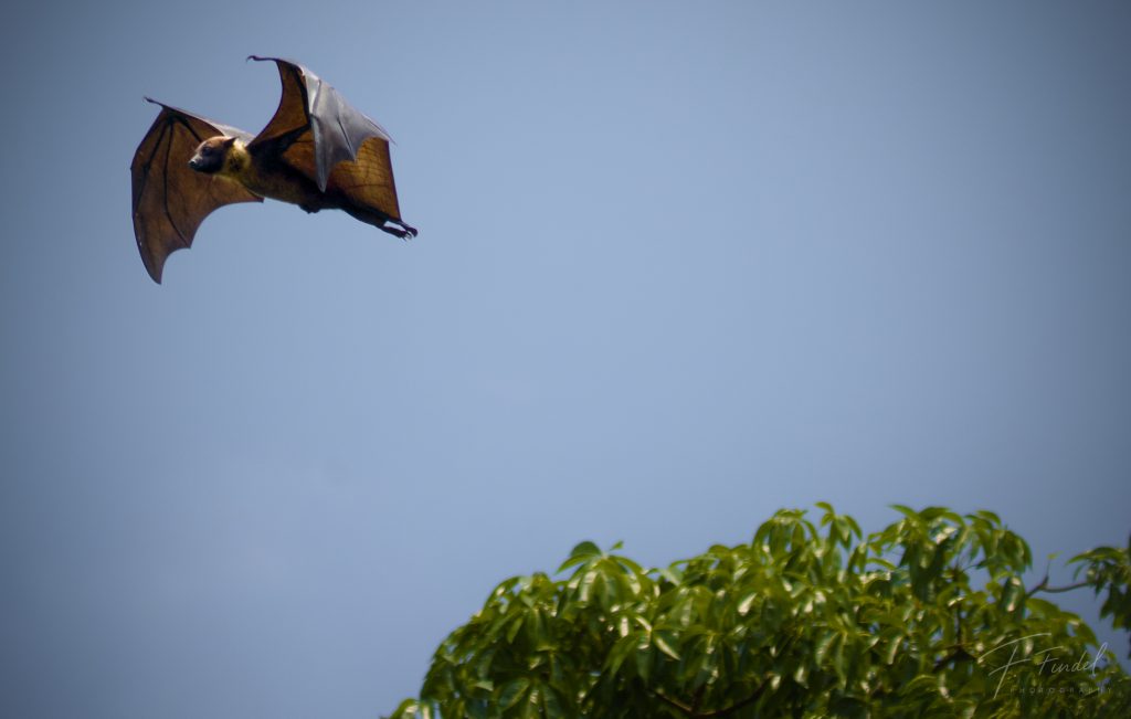 Lyle’s Flying Fox