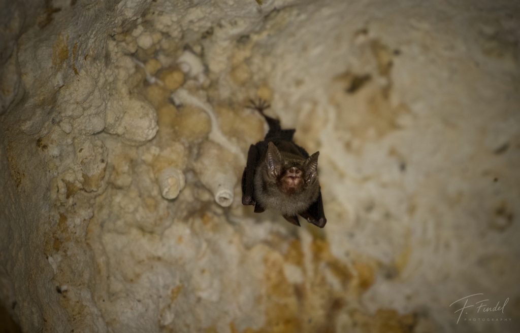 Kitti’s Hog-nosed Bat
