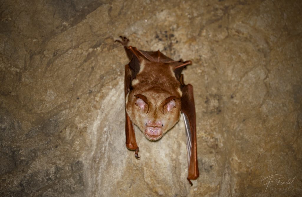 Diadem Roundleaf Bat
