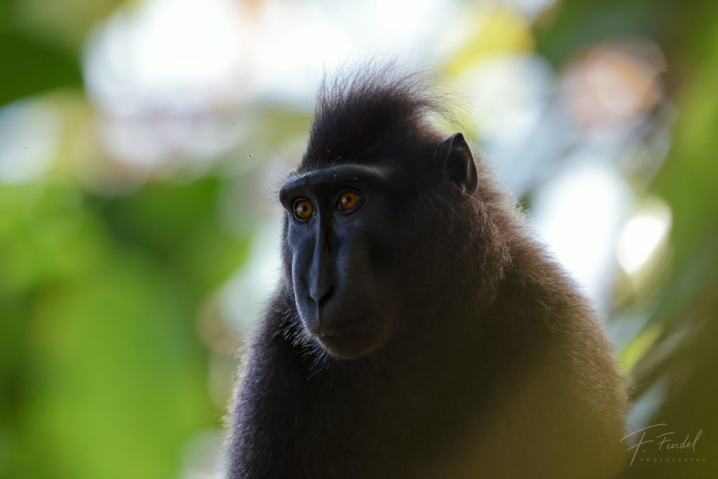 Crested Black Macaqu
