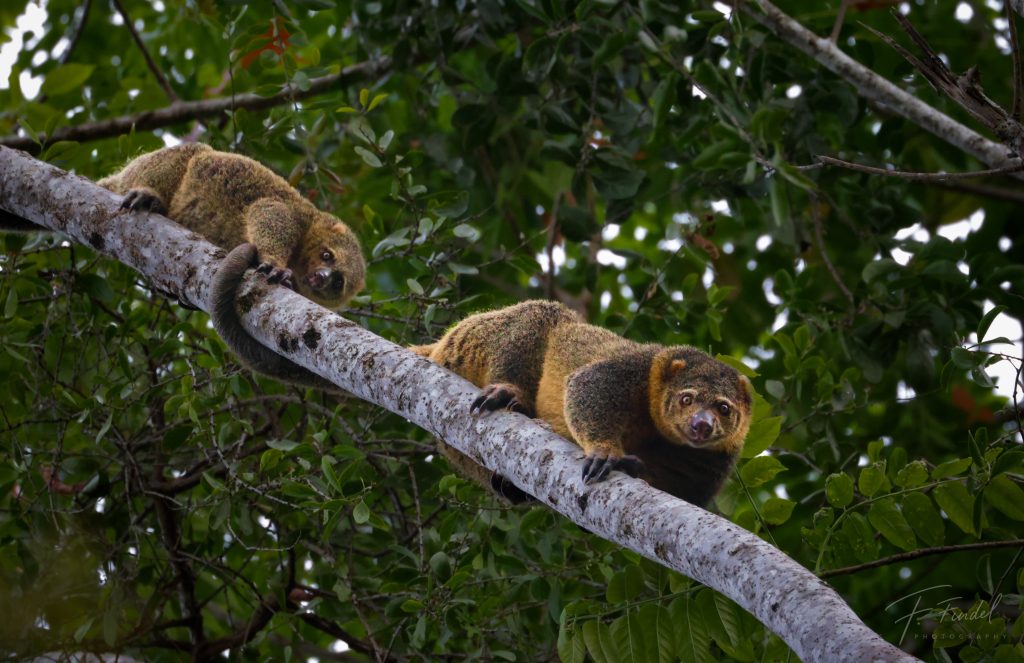 Sulawesi Bear Cuscus