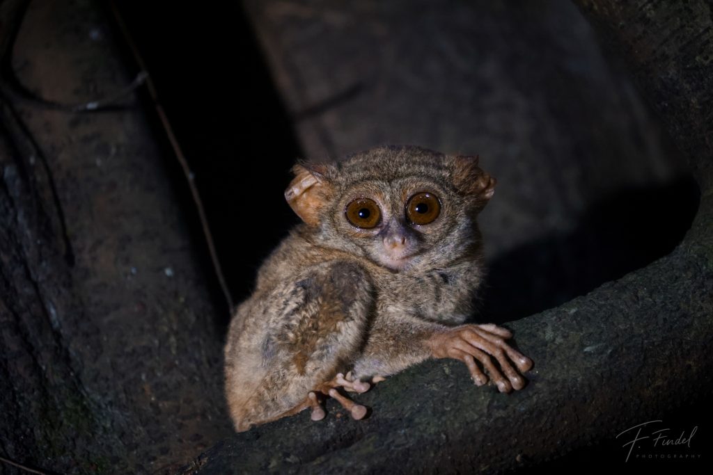 Gursky’s Spectral Tarsier