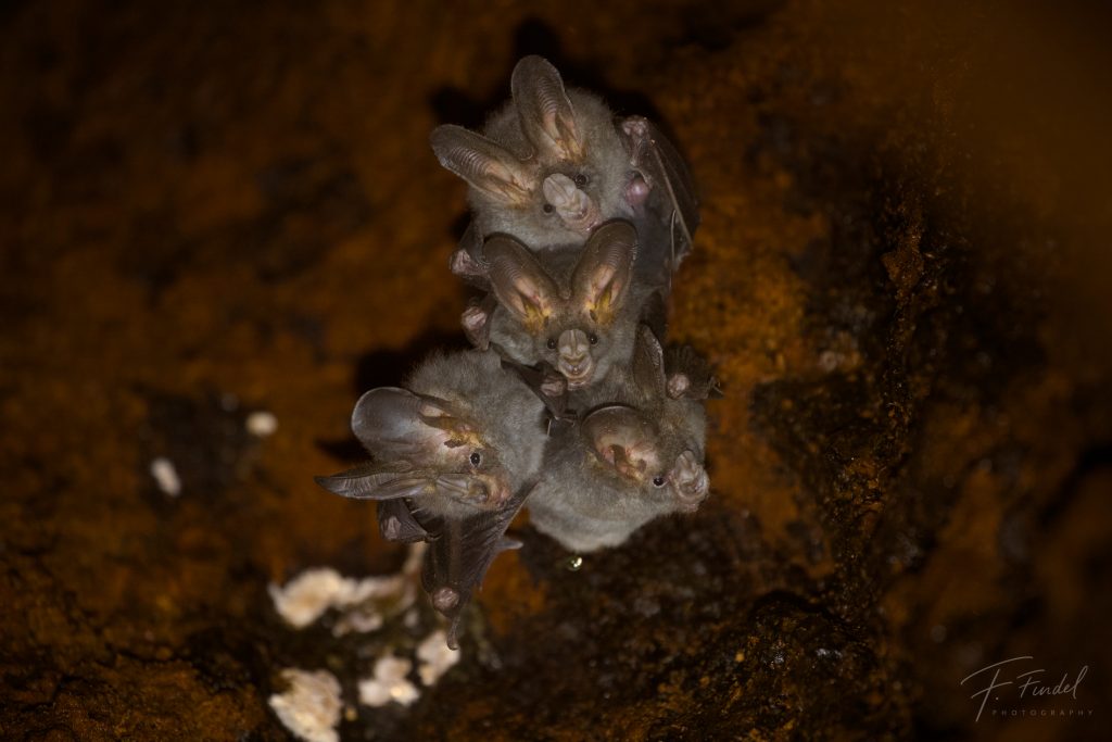 Sulawesi Naked-backed Fruit Bat