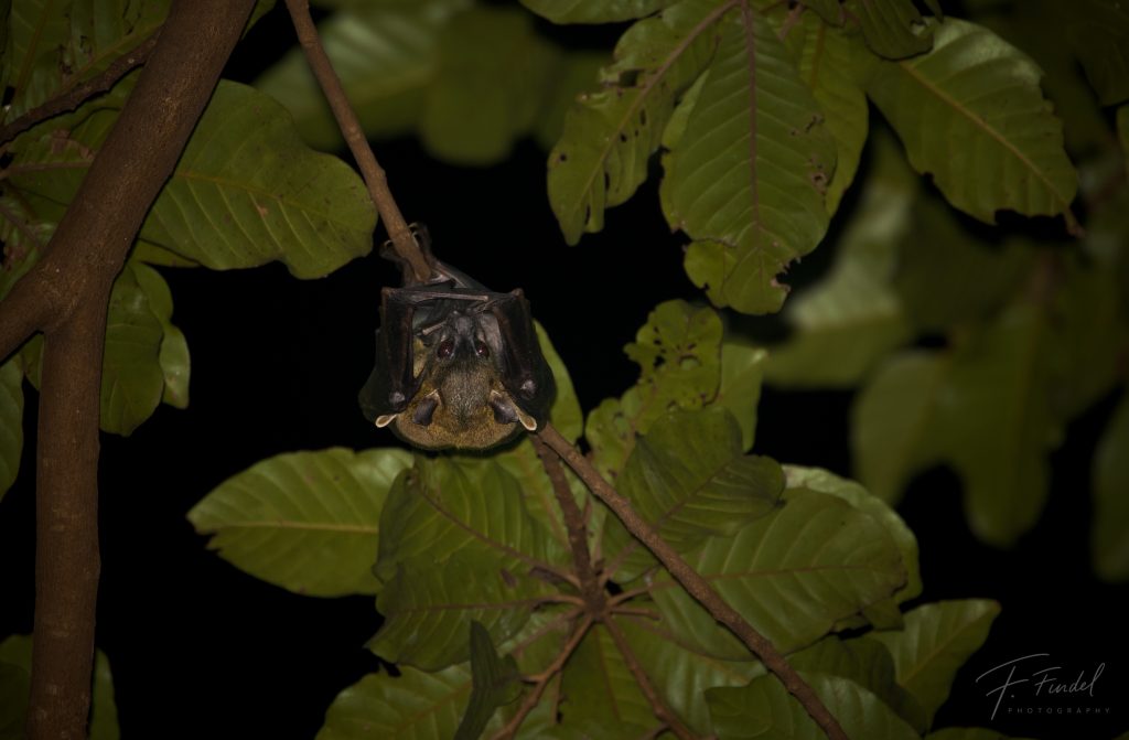 Sulawesi Horseshoe Bat