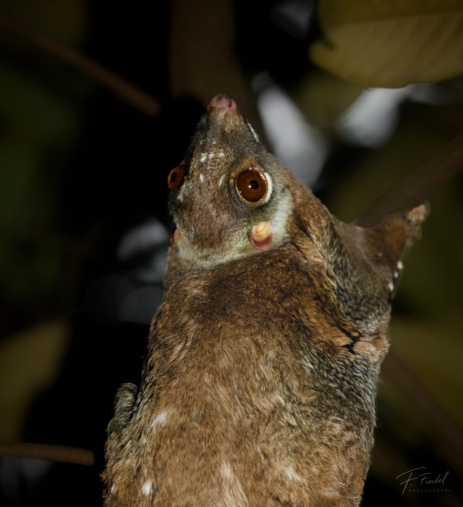 Sunda Flying Lemur