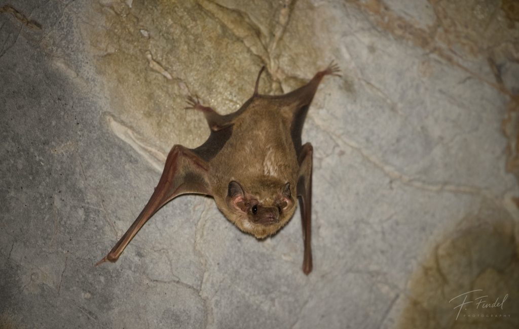Black-bearded Tomb Bat