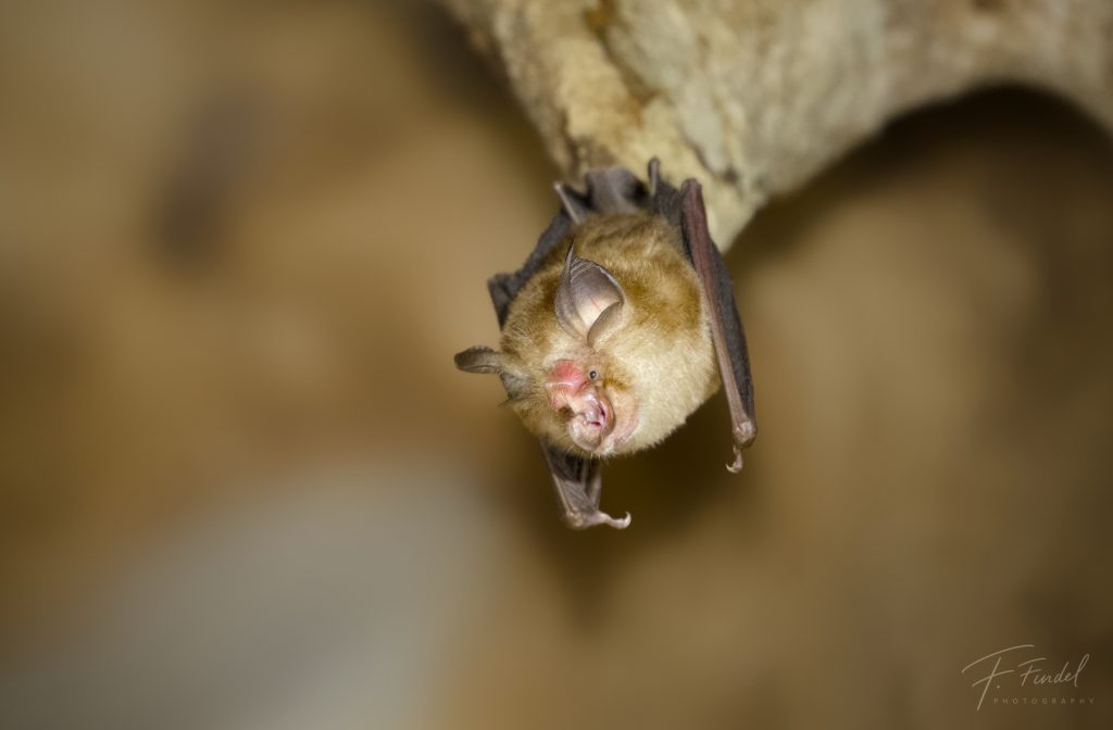 Shamel's Roundleaf Bat