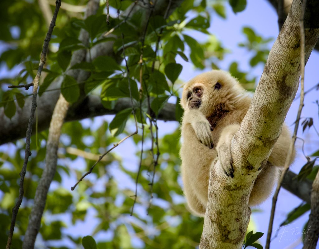 Lar Gibbon
