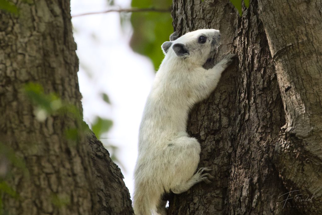 Finlayson’s Squirrel