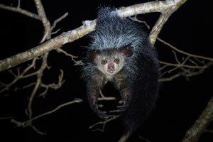 Aye-aye