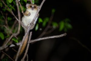 Madame Berthe Mouse Lemur