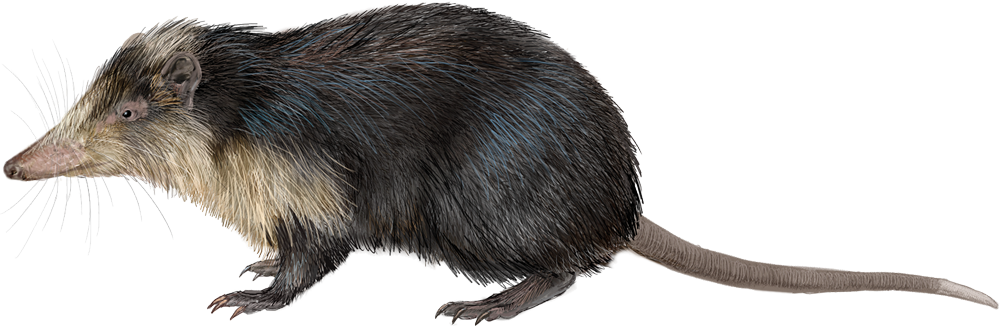 Cuban Solenodon (Atopogale cubana)