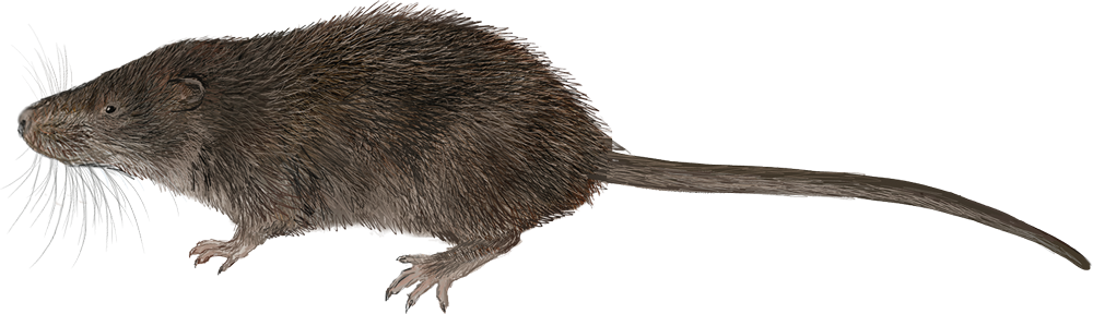 Nimba Otter-shrew (Micropotamogale lamottei)
