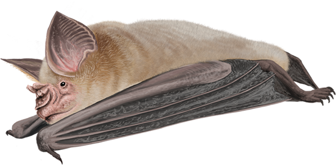 Somalian Trident Leaf-nosed Bat (Asellia italosomalica)