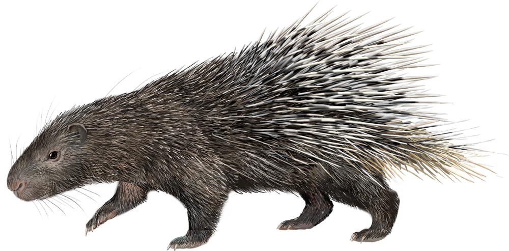Sumatran Porcupine (Hystrix Sumatrae)