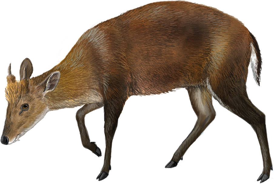 Puhoat Muntjac (Muntiacus puhoatensis)