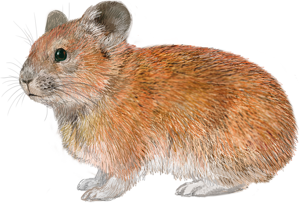 Silver Pika (Ochotona Argentata)