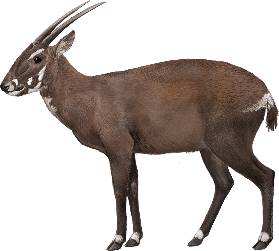 Saola (Pseudoryx nghetinhensis)